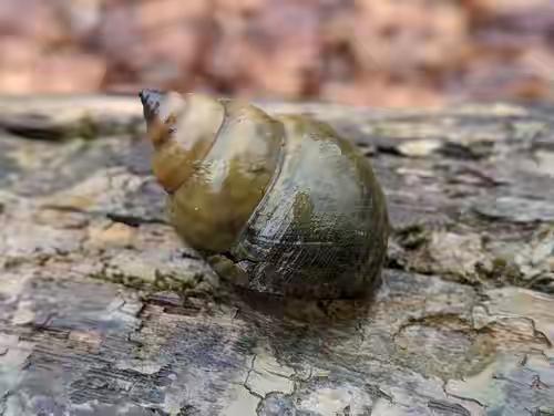 上百人终身残疾！爆炒3分钟=送寄生虫进大脑，这种螺千万别乱吃！
你说的这种极度危
