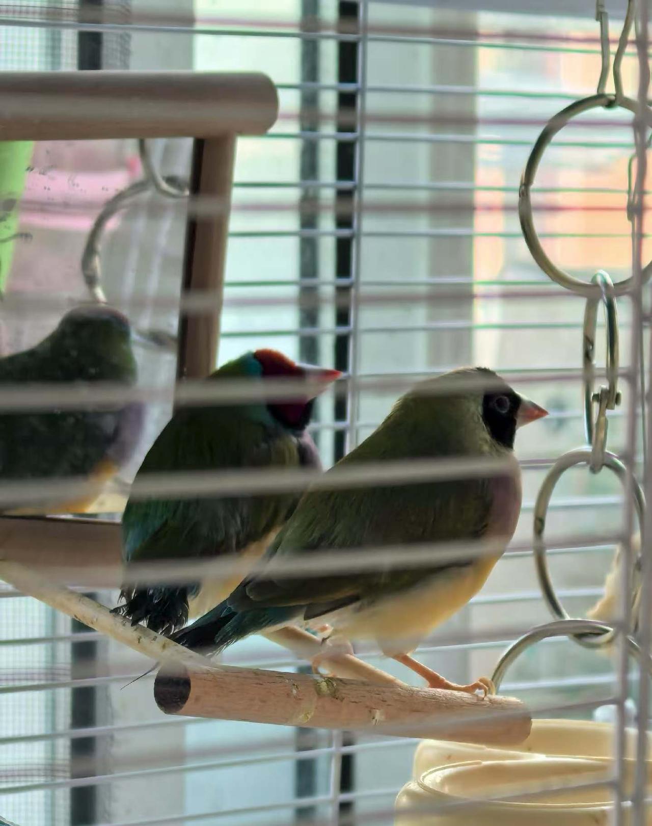 春天来家的一对七彩文鸟，
今天突然发现成了五口之家🐦