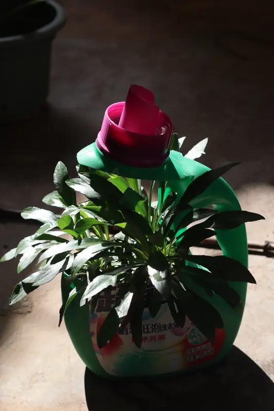 谷谷友养花与读书，确为提升生命质量的良策。养花时，凝望那充满生机的植物，从破土发