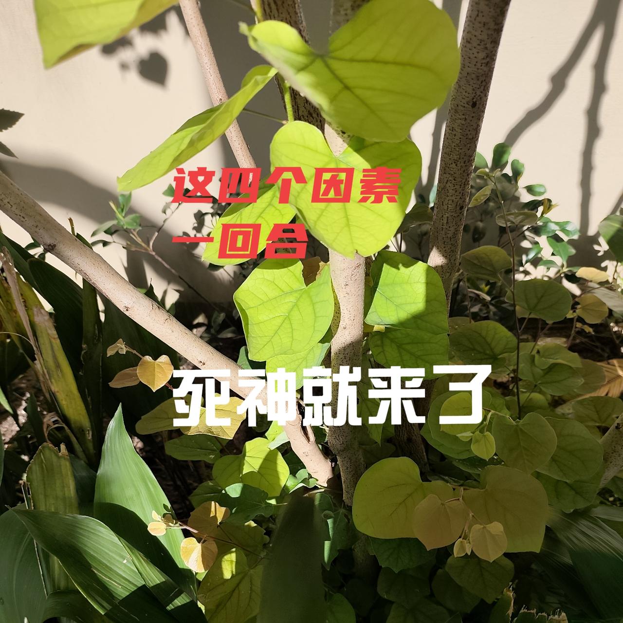 恐惧+过度治疗+久久疲惫—>遇到突发 
死神就被招呼来了。
中晚期卵巢癌康复8年