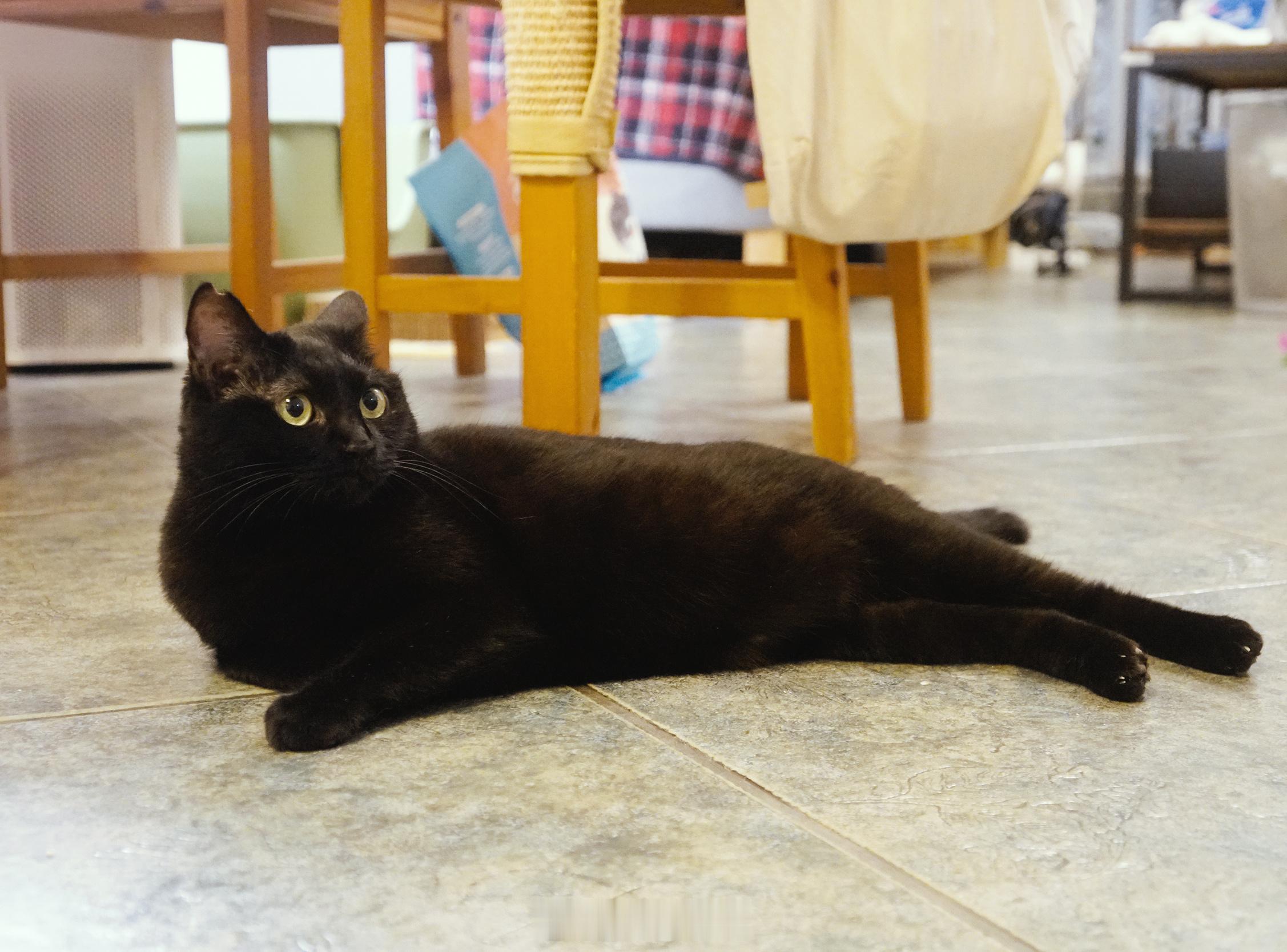 有點發福。#蝦蝦不可以太可愛# ​​​