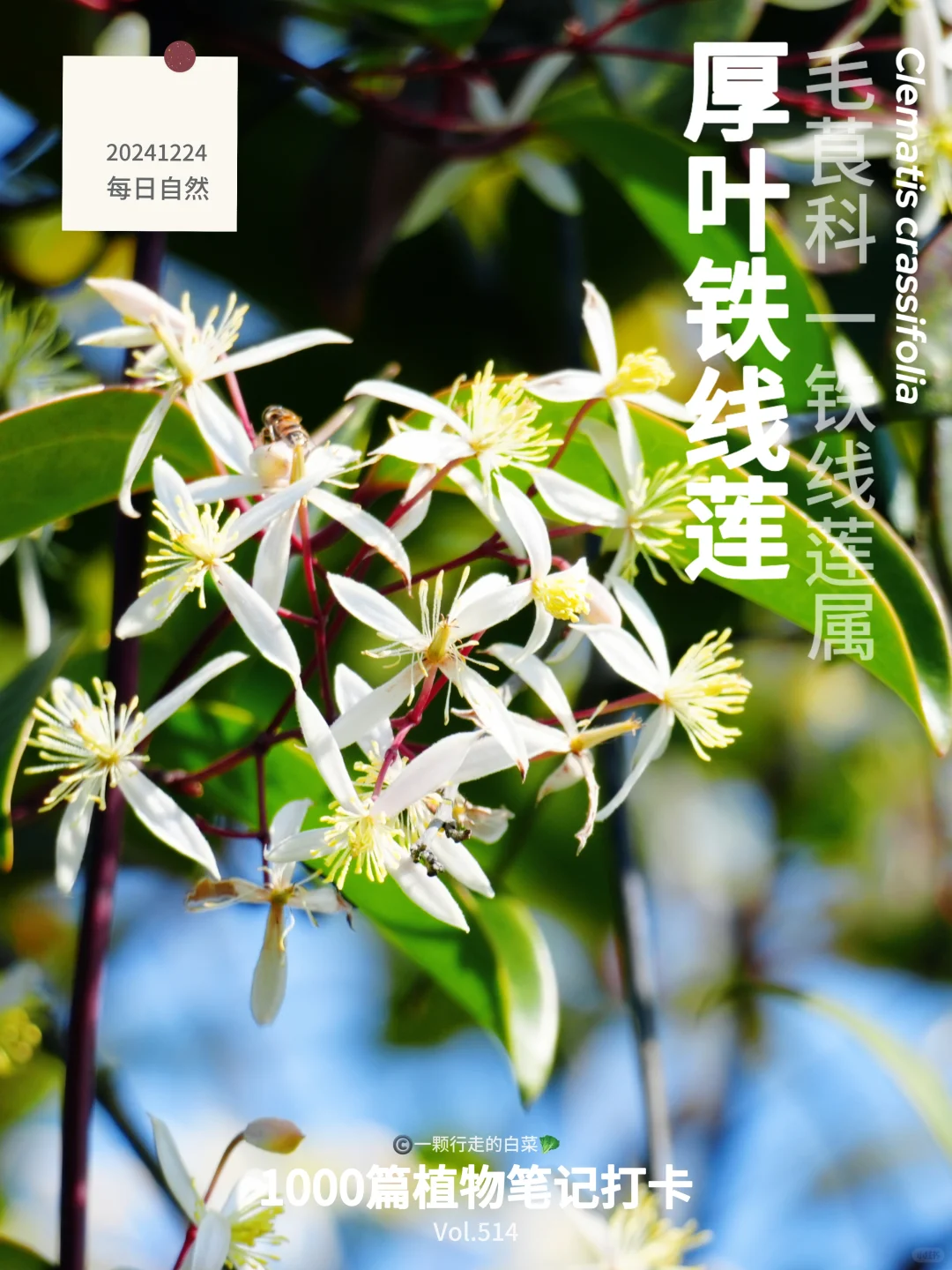 植物笔记514｜在深圳山野，遇到一片“雪”