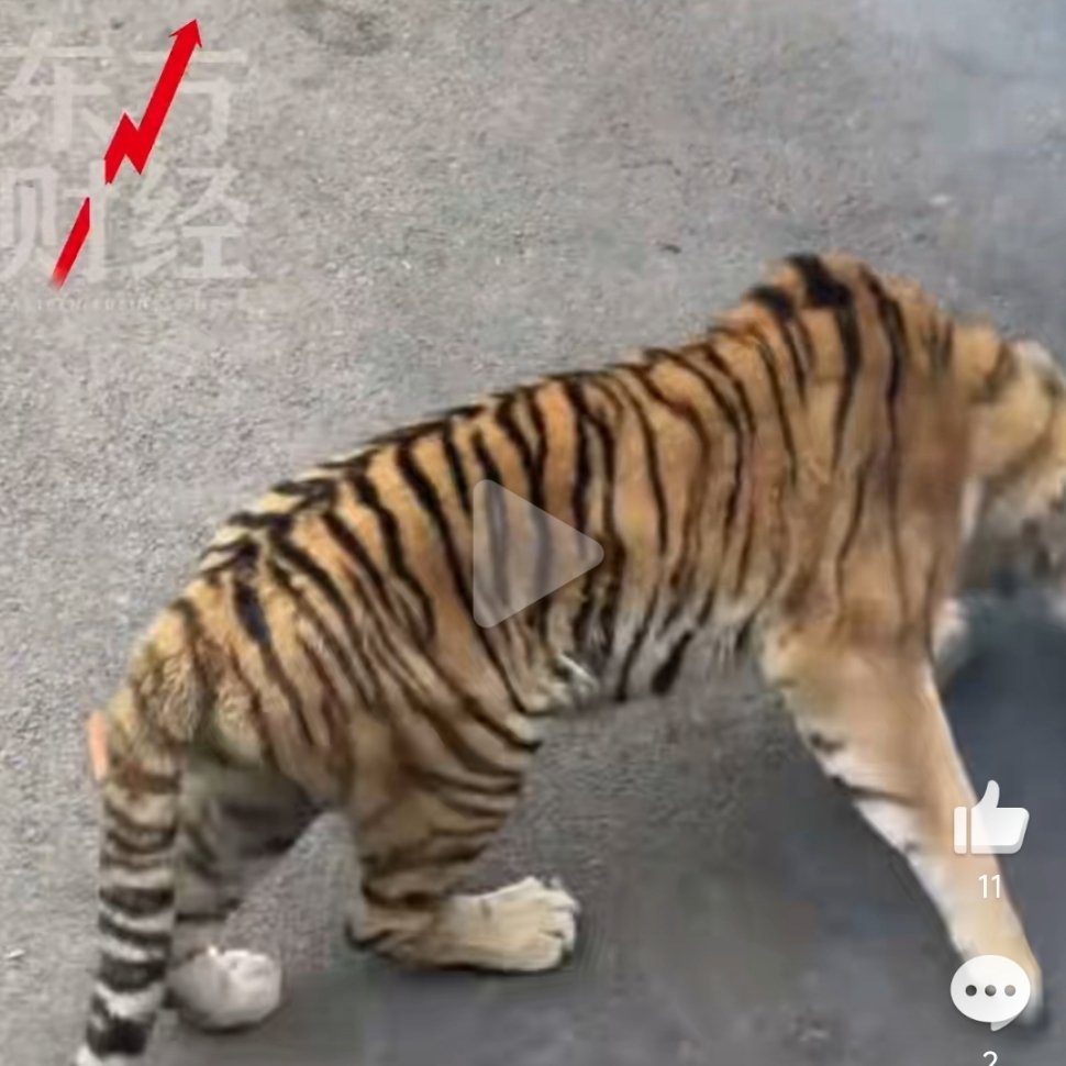 动物园老虎被观光车压到下巴大连森林动物园老虎疑似被观光车压伤下巴的消息，折射出猛