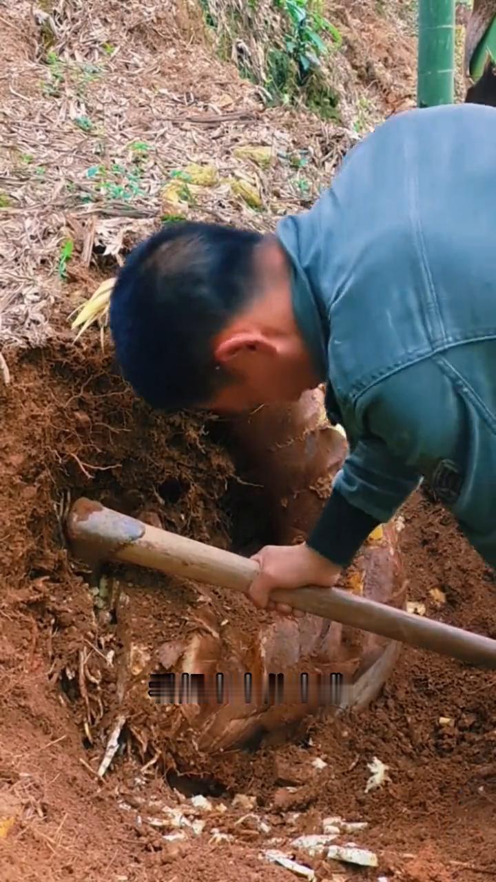 怪形牛角笋。
注意看，眼前这位大哥在山上有了意外，发现一根长得像牛角的竹笋。只见