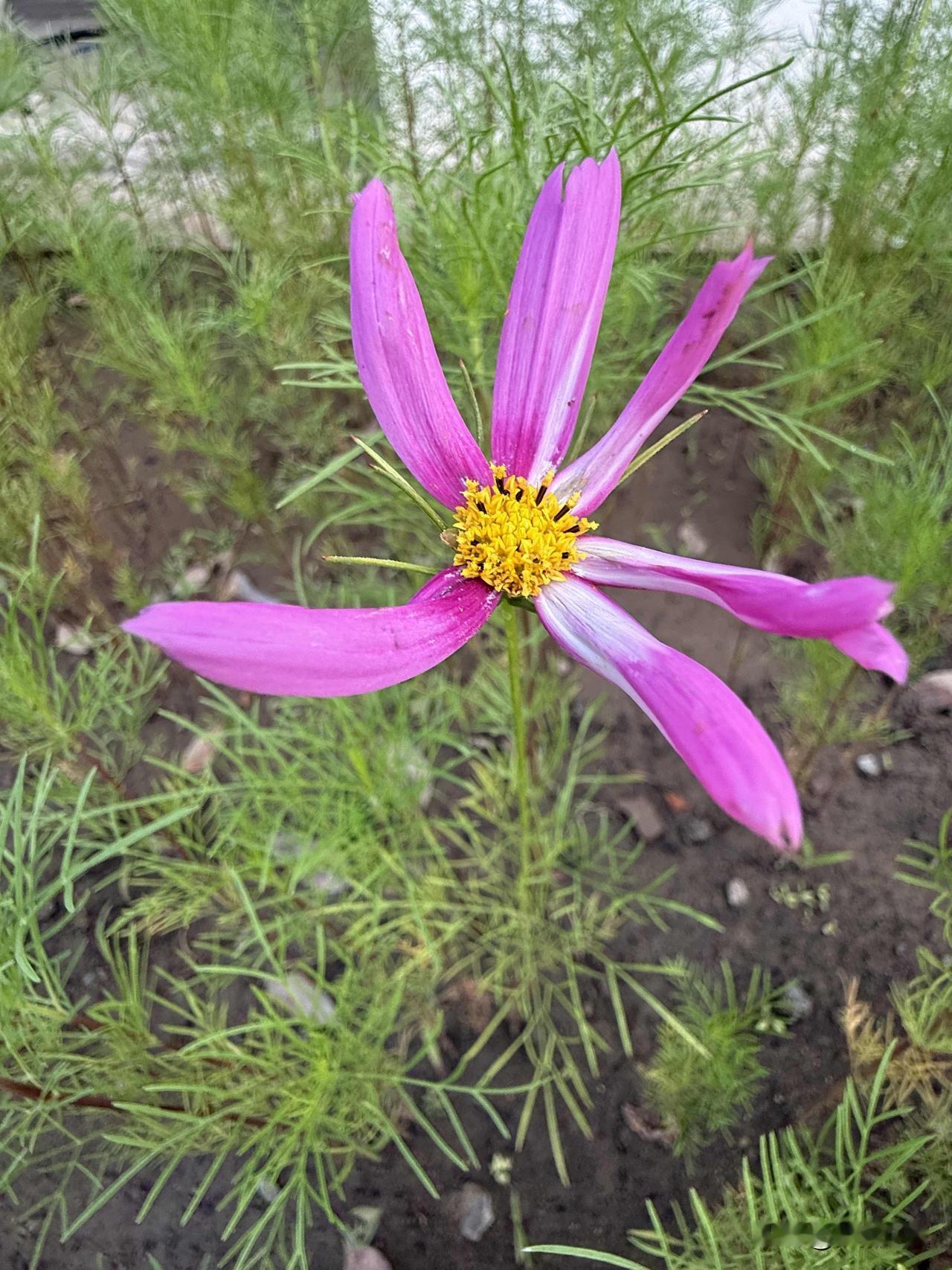 相册里的花花草草有花有草，草草花花，花花草草。