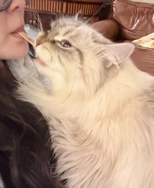 这猫嘴好臭