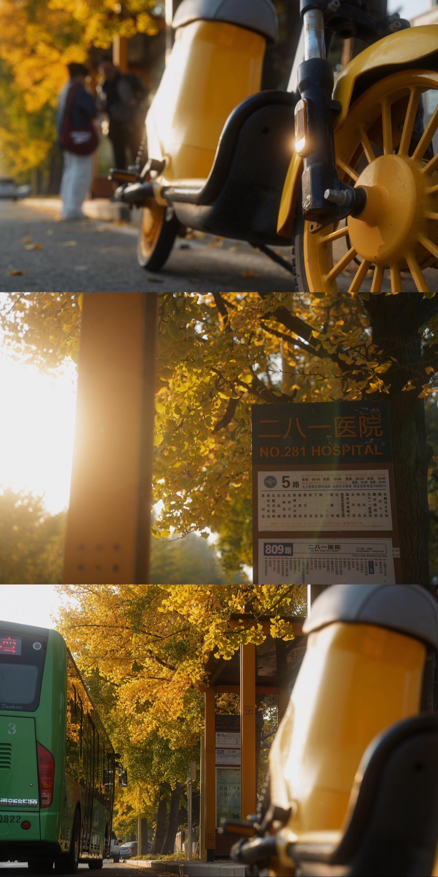 281医院公交站的银杏树已经黄了。📸快来拍照吧～ ⌚时间：下午3点到...