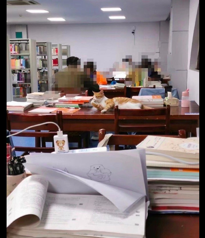 【猫咪在图书馆里诱惑学生，都没法专心看书了，最后被保安请了出去】就有这么一位网友