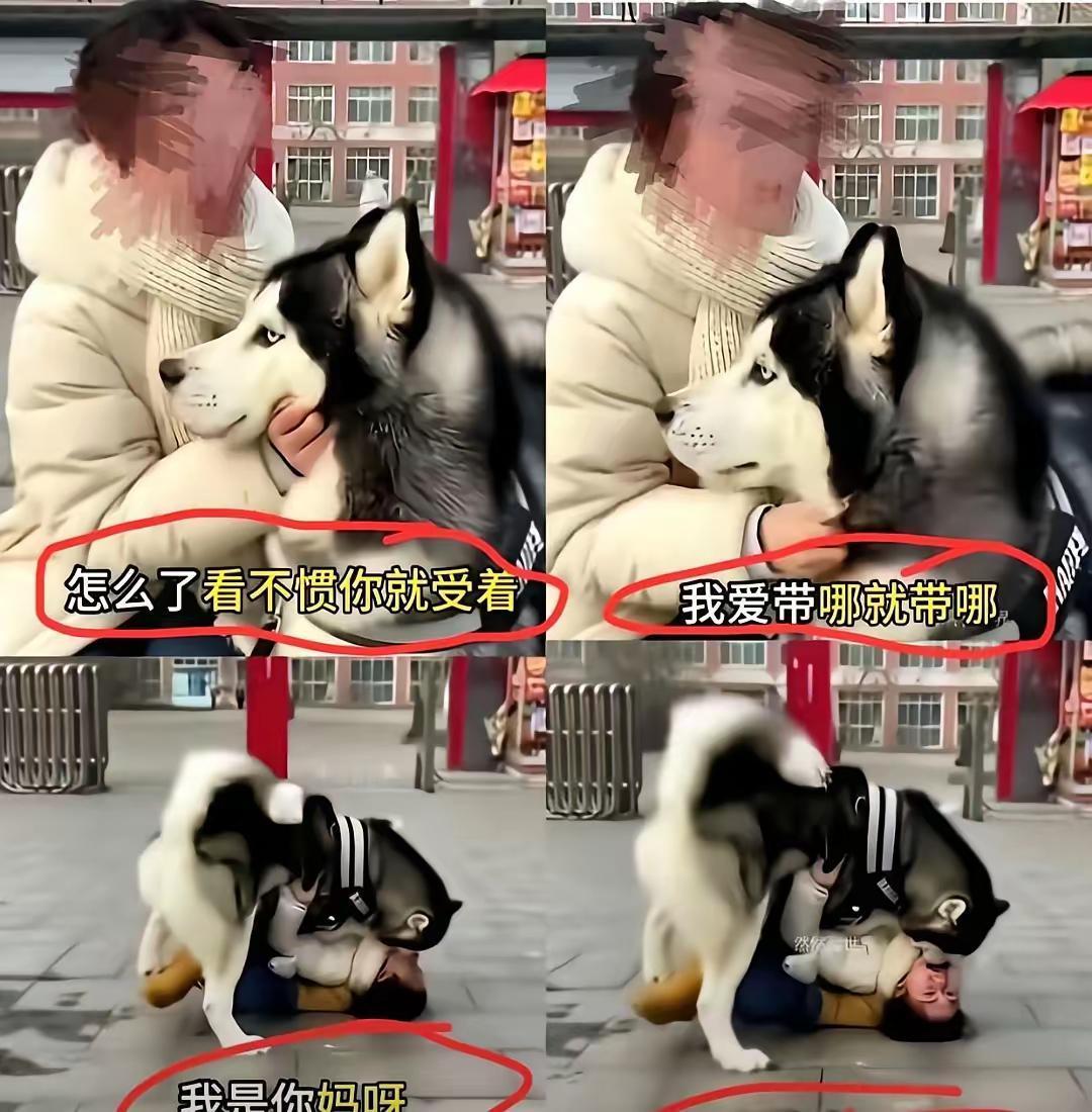 女子把烈性犬当亲儿子，蛮横护犬终遭反噬！
 
一个女的满嘴是血，被条牛犊子般的大