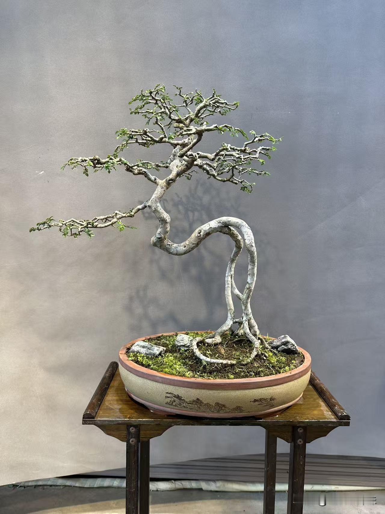 一盆精心修剪的盆景，尽显自然之美榆树 自然树桩盆景