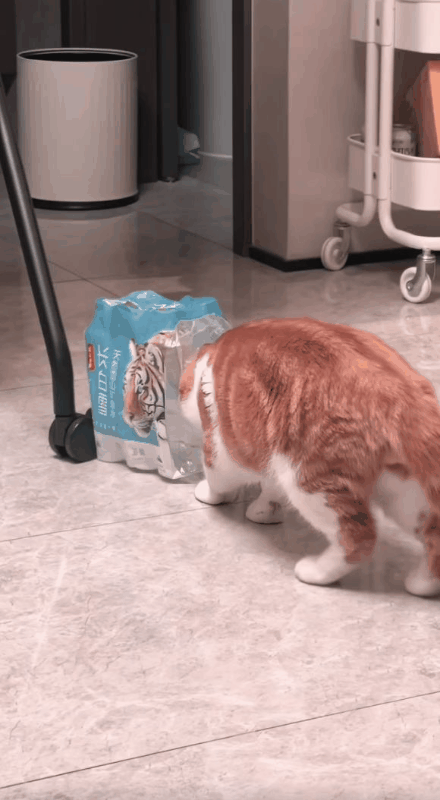 小猫瞬间变成大老虎。