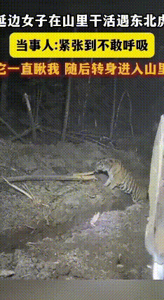 延边女子夜遇东北虎：你瞅啥？瞅你咋地！最后扭头走了
 2025年11月30日晚，
