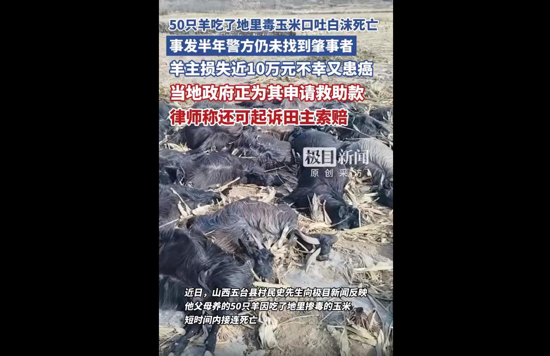 去年11月，山西五台县七旬农户家的50只羊，因误食农田掺有剧毒农药的玉米接连死亡