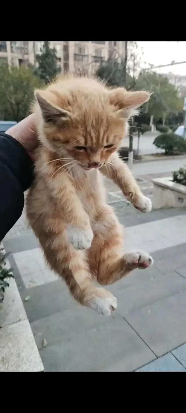 可怜之猫，必有可恨之处！[捂脸]当初看它老实巴交、可怜兮兮的样子，谁知道摇身一变