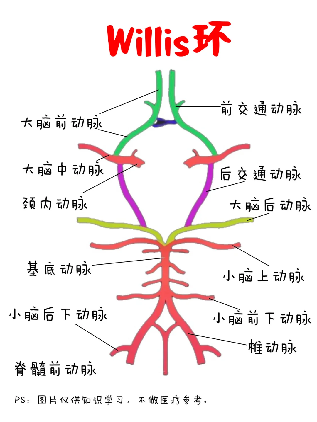 医学生笔记——Willis环