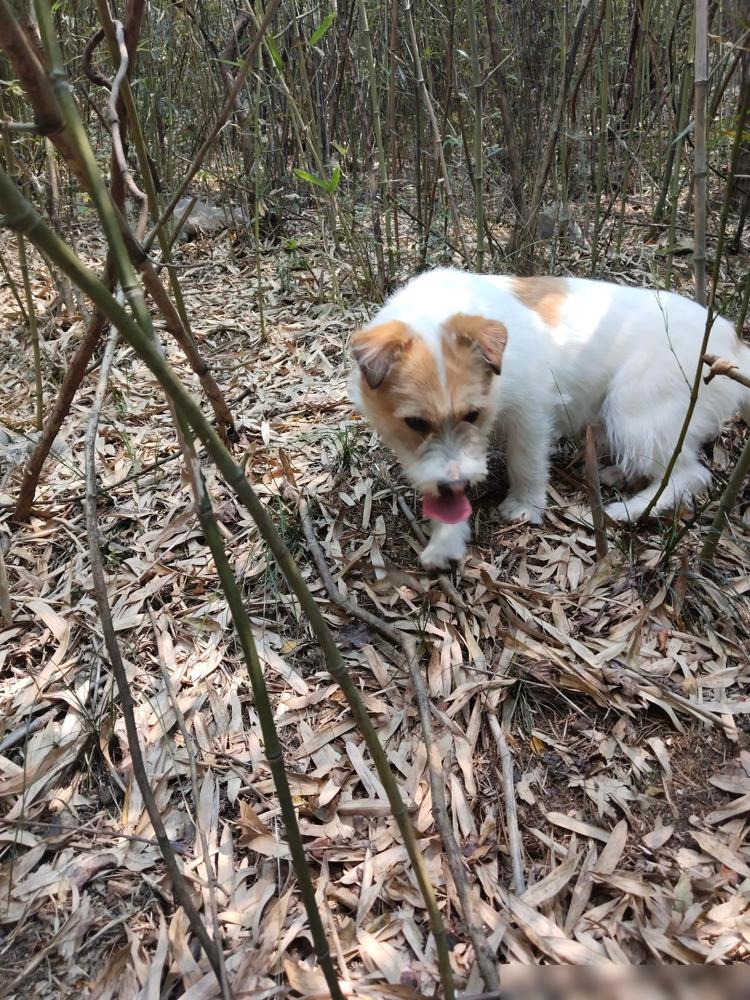 晚上终于下定决心把这货给送走了！送走之后把它用过的东西全收拾了，纵使心中不舍，但
