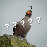 怡悦爱逛社会