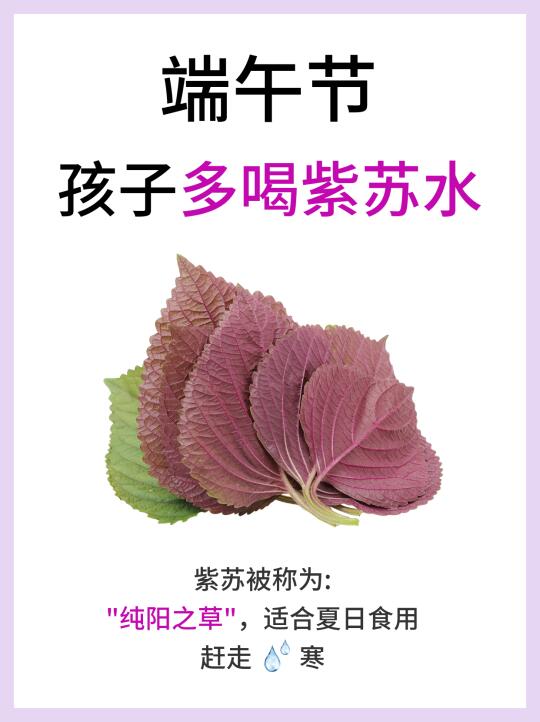 孩子们端午节前后多喝紫苏水！