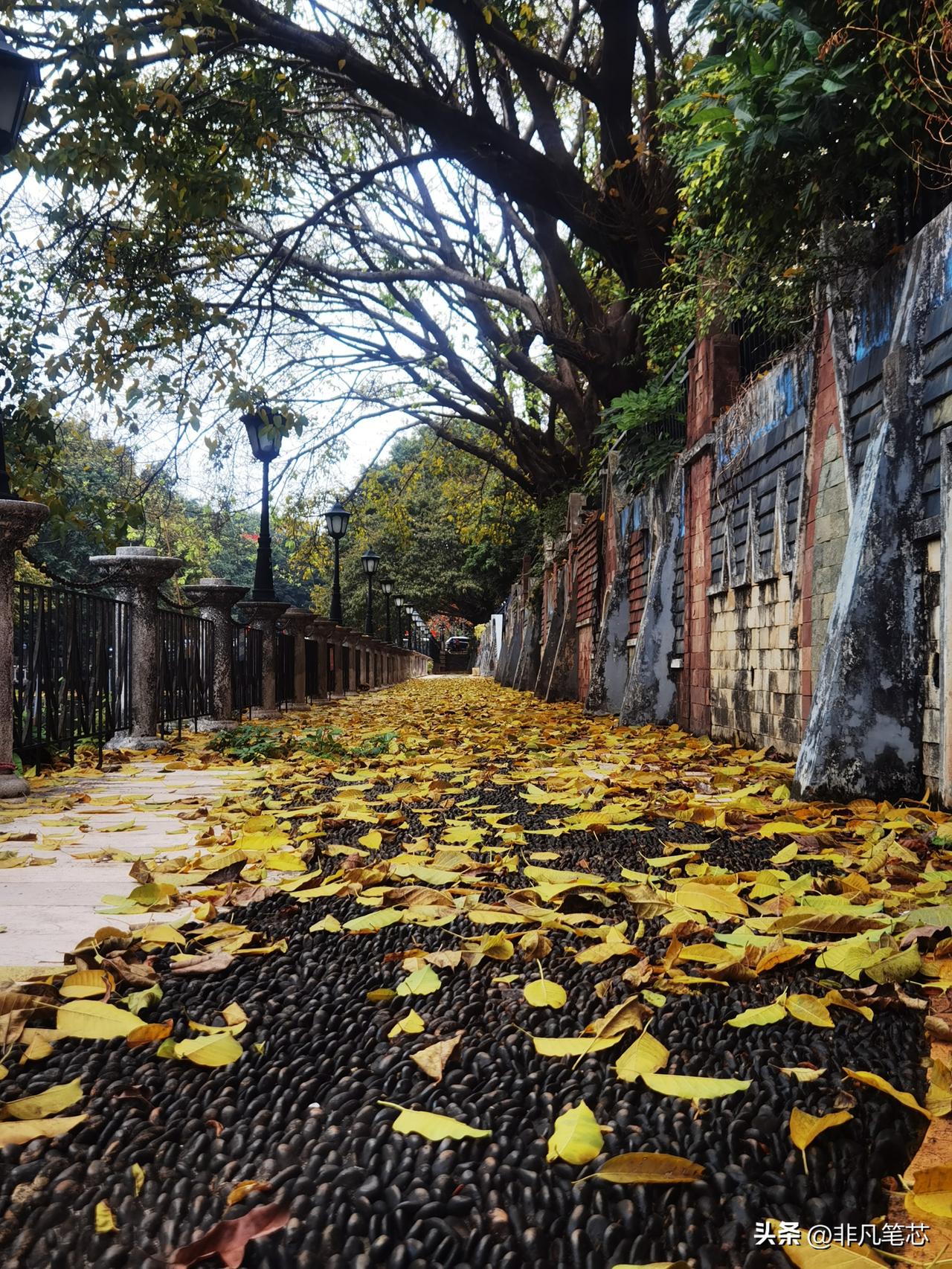 晒图笔记大赛冬春交替，落叶一地，去旧迎新[福][送心]