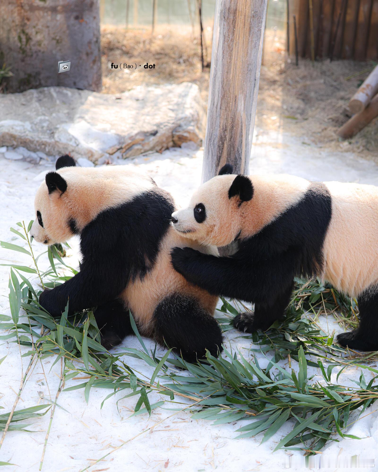 睿宝辉宝姐妹天下第一好！ 