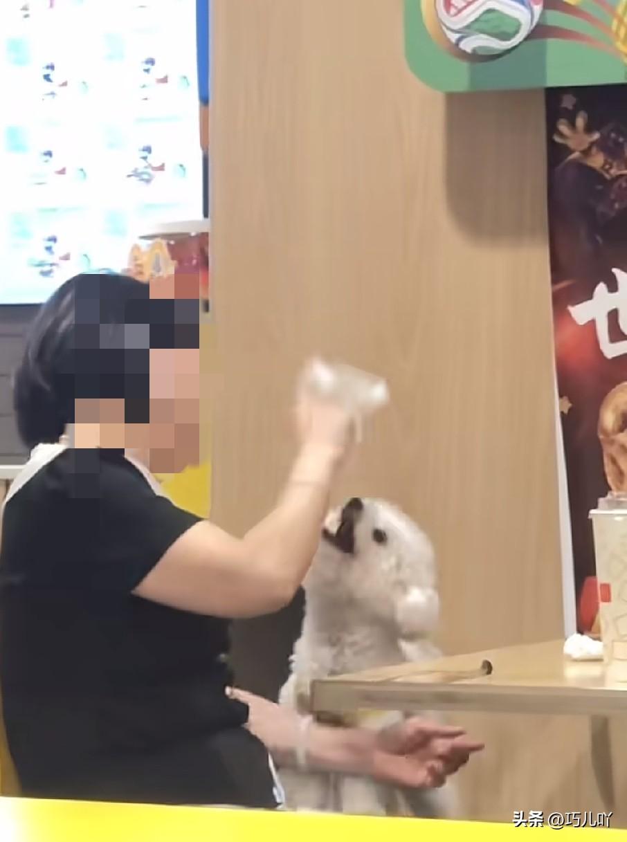 谁还敢去外面就餐？人在吃饭，狗却被带进餐厅，还被抱上椅子，服务员就站在取餐区，她