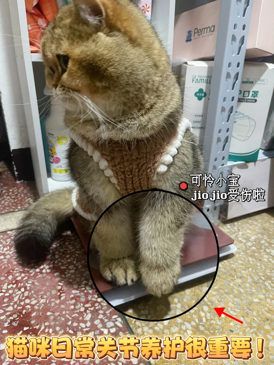 猫咪日常关节养护很重要！