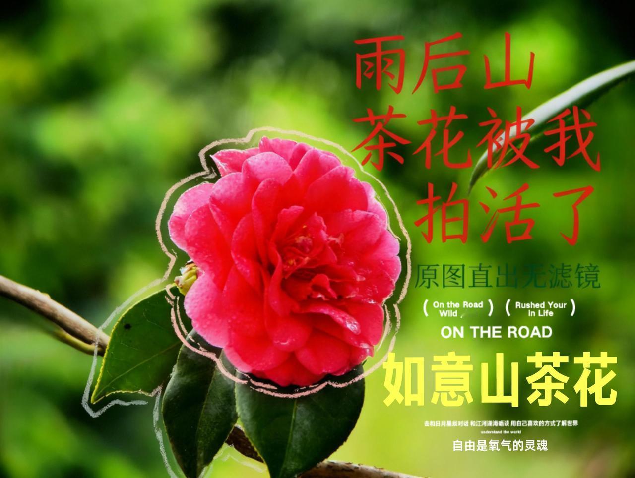 手机原创《山茶花》玉骨冰肌不染尘，
红芳深处自清芬。
一朝绽放春光里，
胜却人间