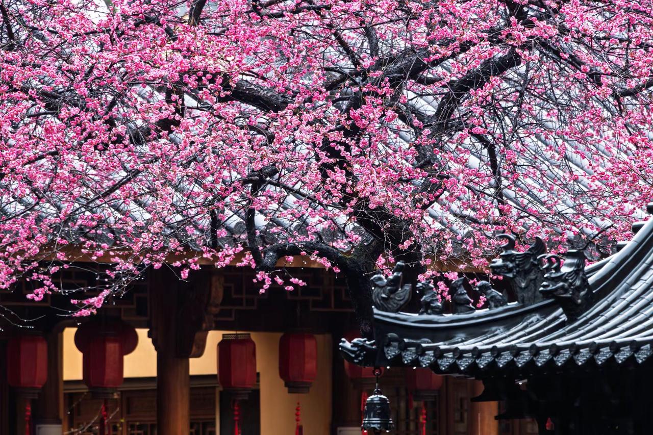 湖州铁佛寺梅花。湖州铁佛寺梅花藏在江南春景里的中式美学 江南中式美学 筑 藏在古
