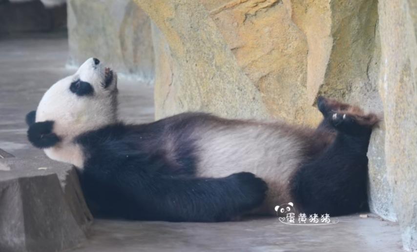 🐼大熊猫只是不会说话，它们非常聪明，而且还非常懂得享受生活！看下图就知道了！[