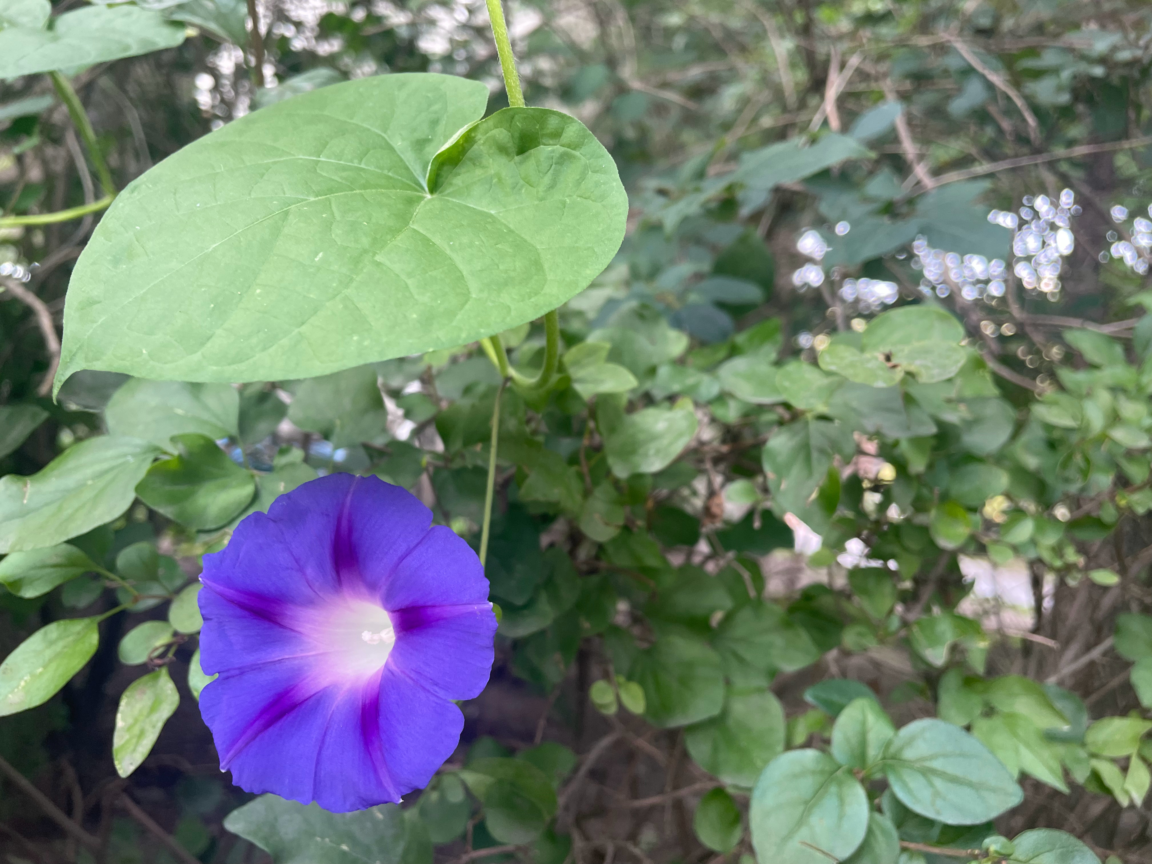 牵牛花是秋天的信使。 ​​​