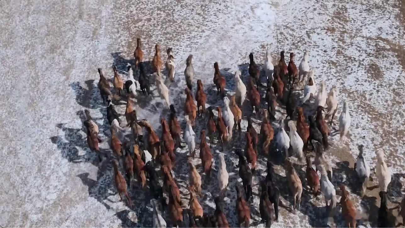 华为Mate80上演万马奔腾大场面确实很强，手机也可以拍大片了，该说不说这代华子