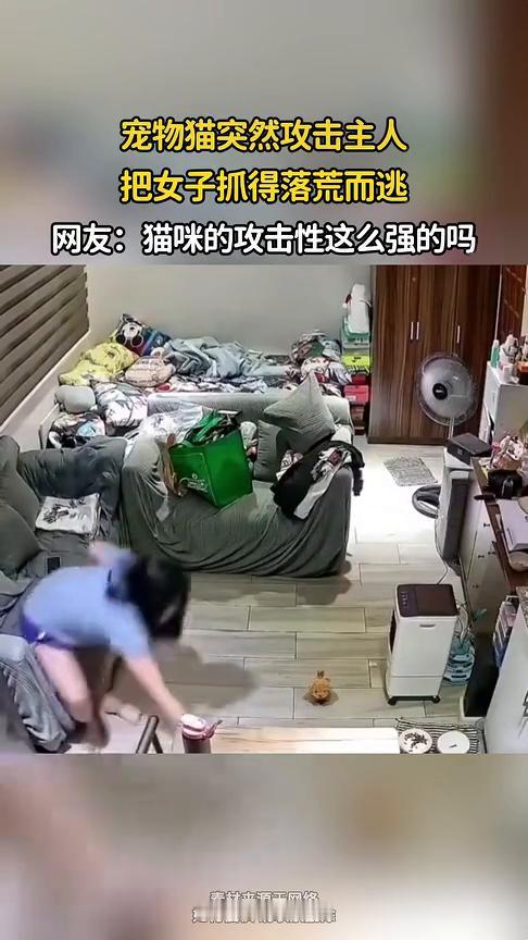 宠物猫突然攻击主人，把女子抓得落荒而逃。网友：猫咪的攻击性这么强的吗？
发布时间