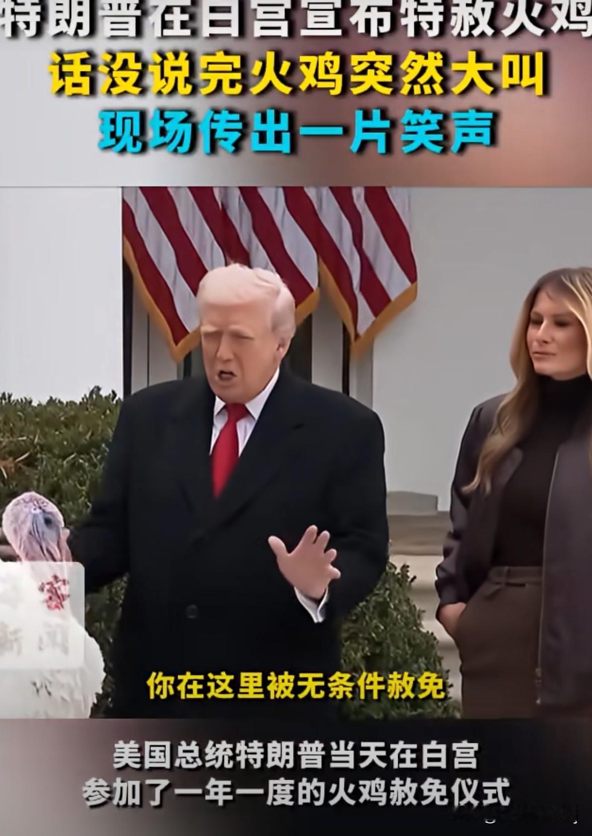 11月25日，特朗普赦免感恩节火鸡，在他念赦免词的时候，火鸡叫了起来，看来是为自