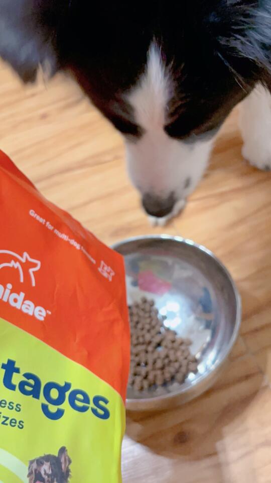 和小狗一起减肥