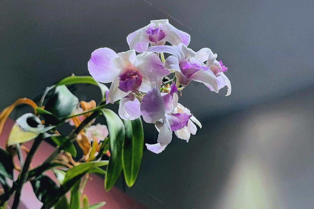 云萝植物园与云台花园相邻，位于广州白云山南麓。它们共同形成——游客一天打卡三个景
