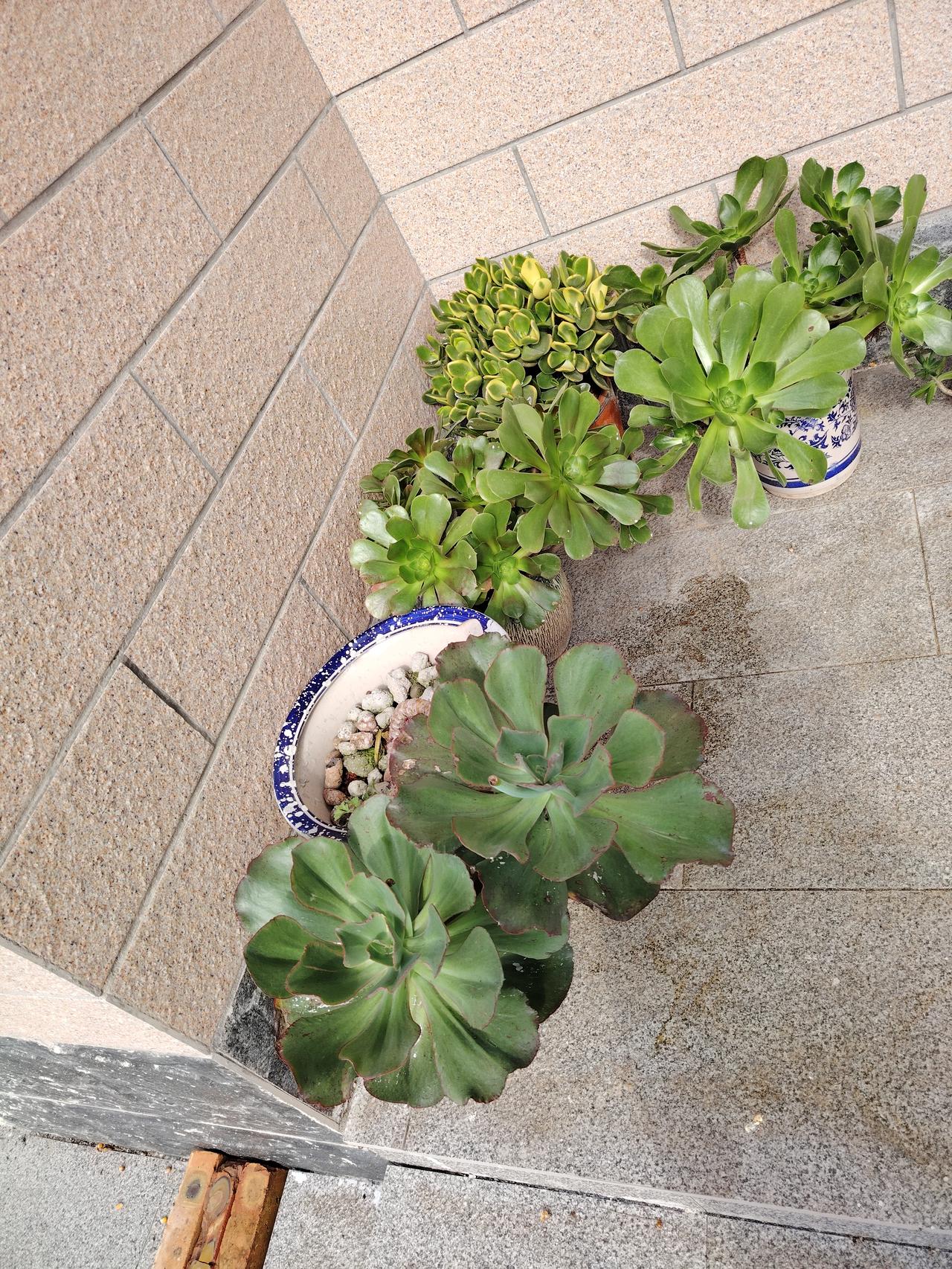 一个这样遛狗的男人！[可怜][可怜][可怜]

每天投喂流浪猫，也会时常在楼上观