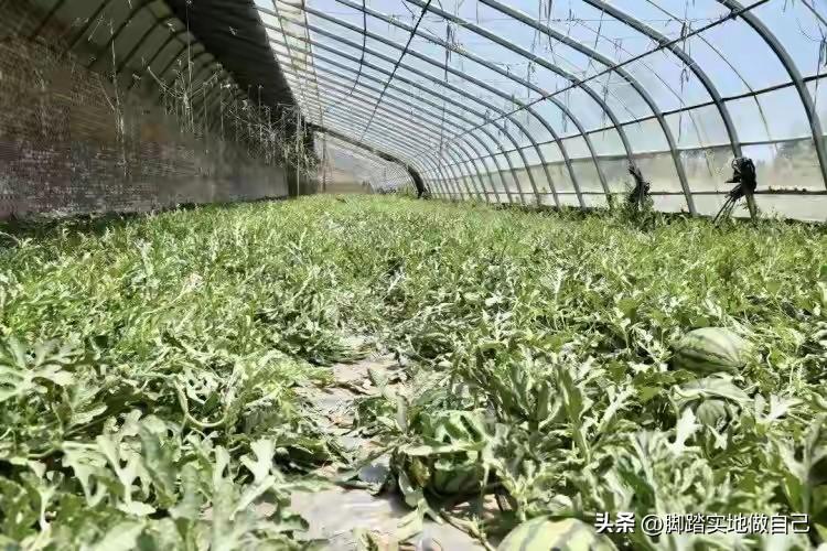 🔥瓜甜了，虾也肥了！榆林孟家湾乡这下真出圈了！
 
谁能想到，咱们大漠边上，既