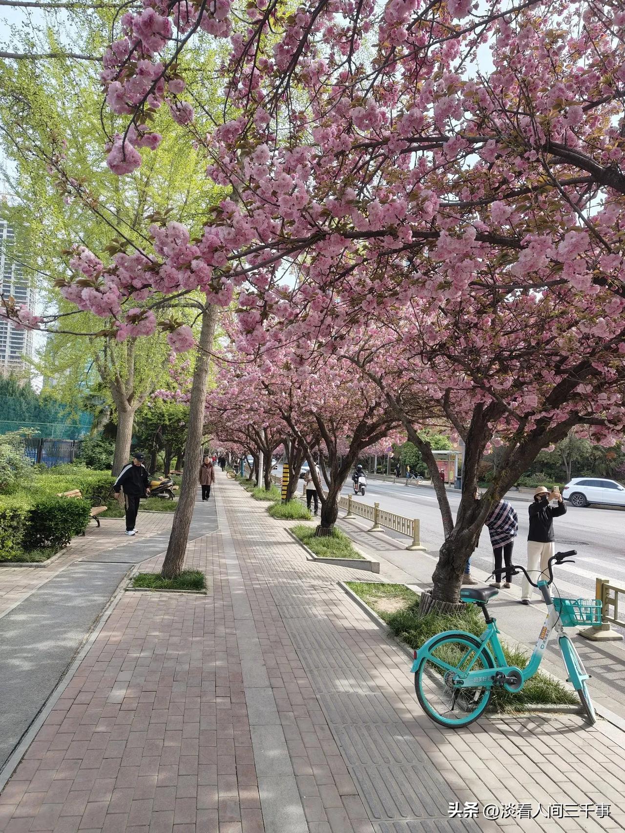 春日生活打卡季西安网红樱花打卡地。