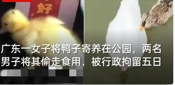 真让人哭笑不得！广东一女子把鸭子临时寄养在公园，没想到竟被两名男子顺手偷走宰了吃