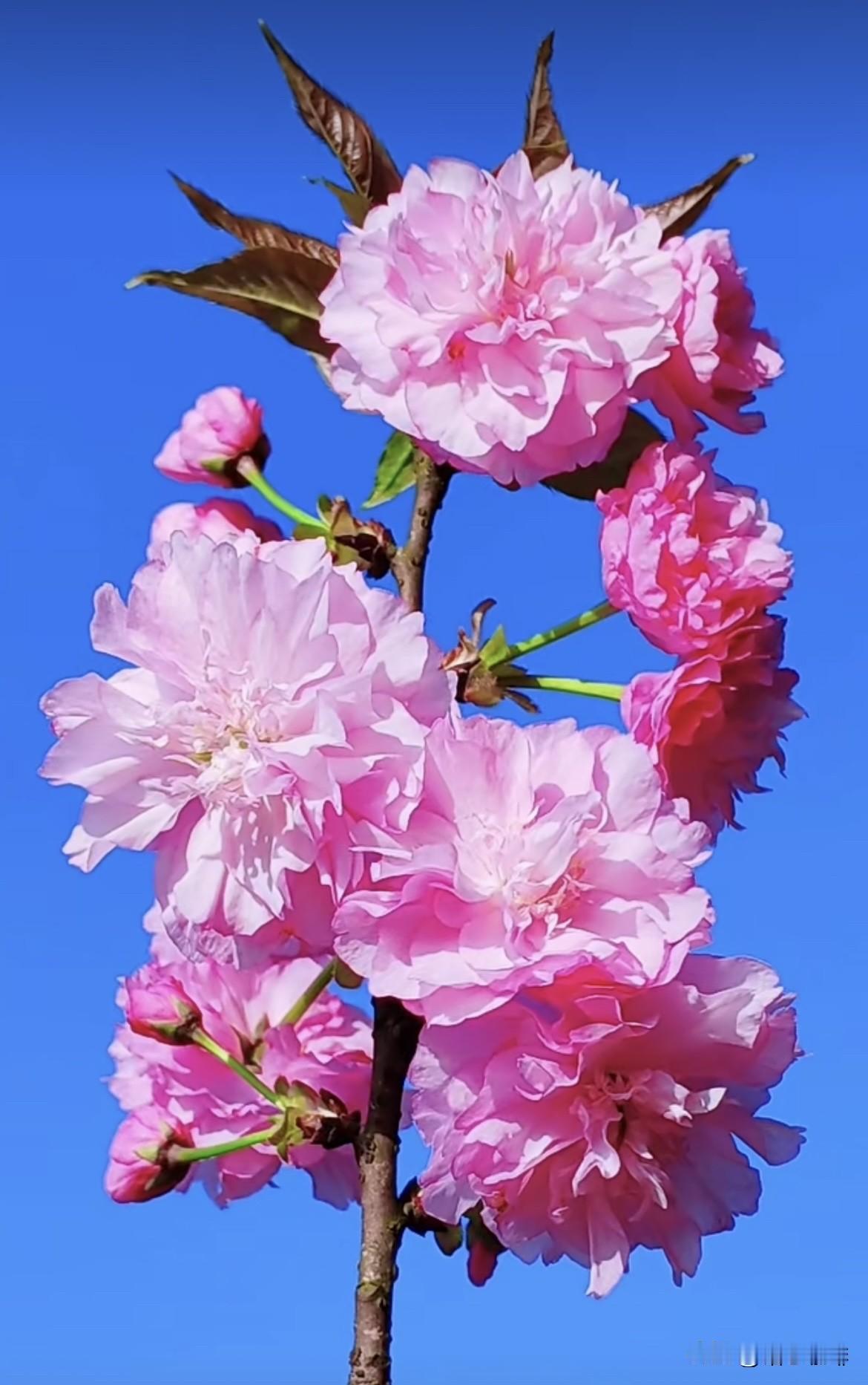 上联：花开富贵年年好
   下联：福满华堂日日新
你们的下联又是什么呢⁉️