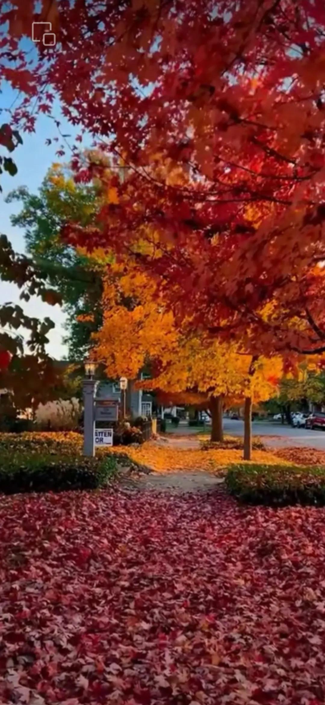 枫叶红，秋意浓。