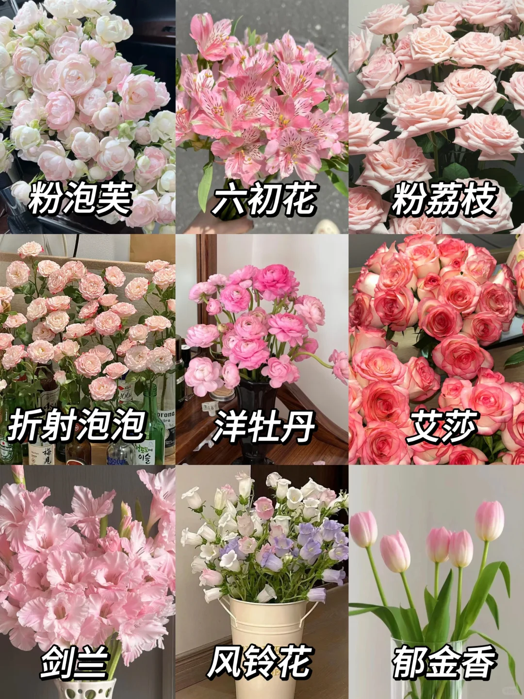 秋天养这些🌷放在家里美哭了😭