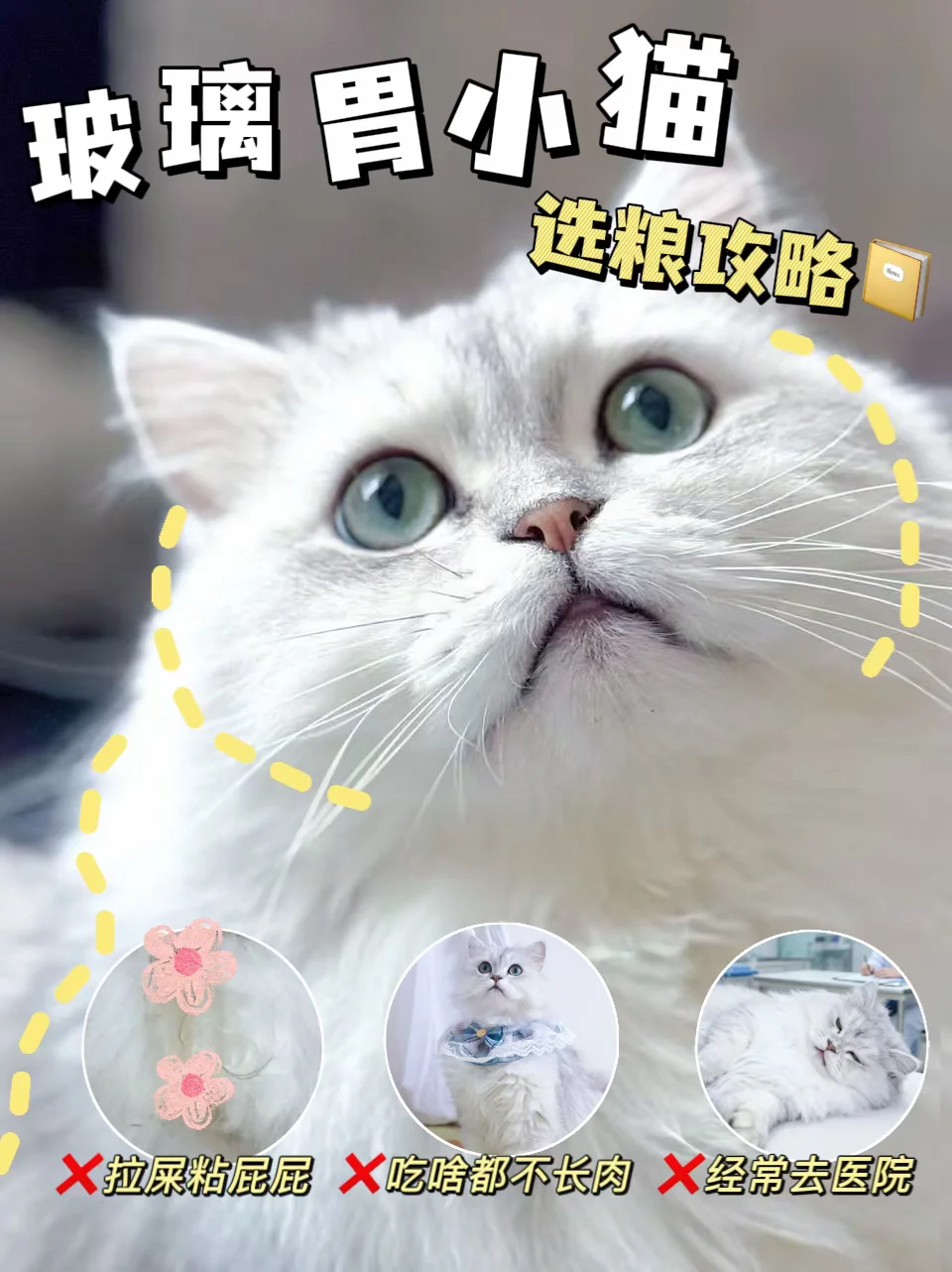 猫咪不长肉还软便？一招轻松实现猪咪逆袭