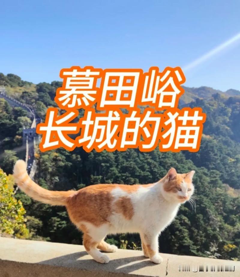 😻“长城猫”火出圈啦！这些灵动可爱的猫咪成了长城上的“明星”。外国游客纷纷沦陷