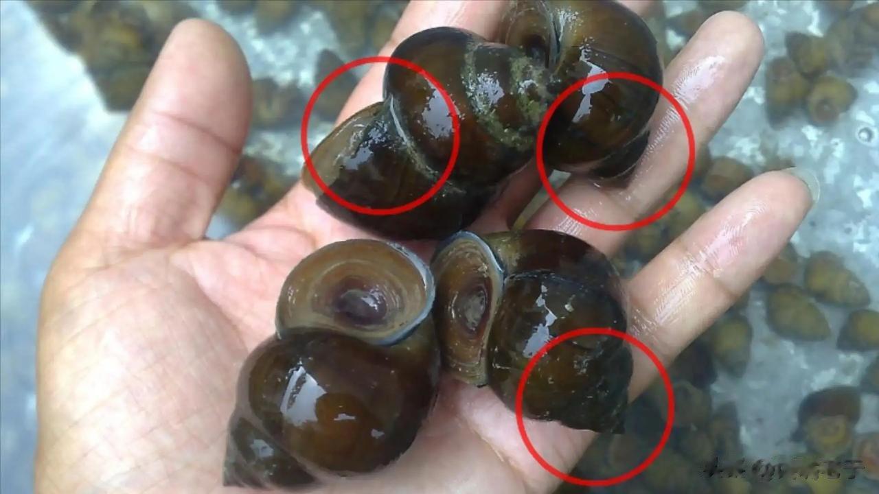#夏日生活打卡季#寄生虫最多的5种食物，很多人喜欢吃，看看你吃过吗？
第一种：生