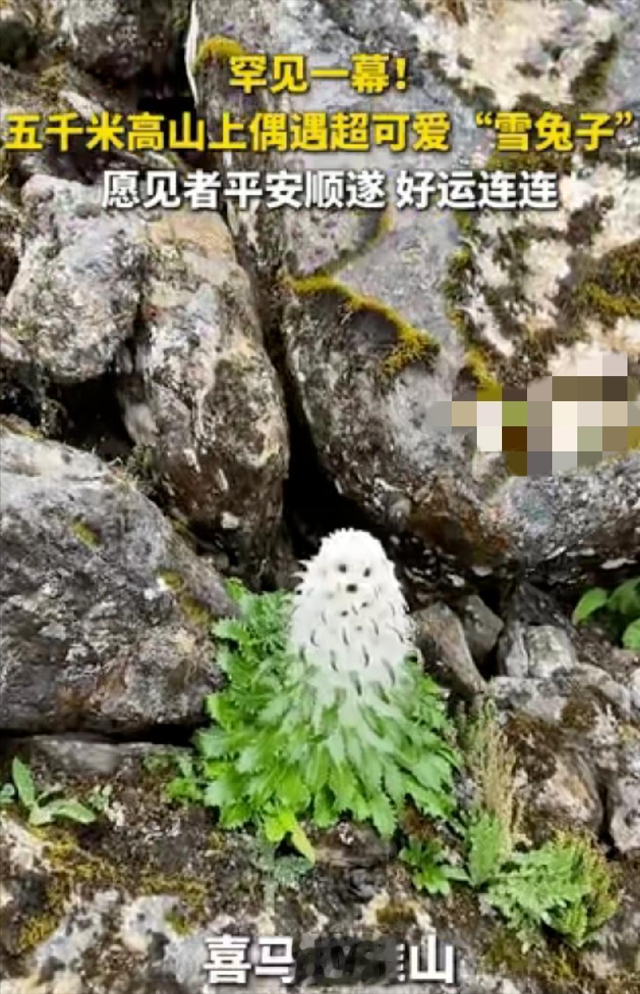 喜马拉雅山的乱石缝里，拍到这罕见一幕！海拔 5000 米的流石滩，石缝中冒出一团