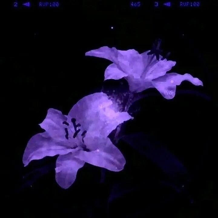紫色系背景图 | 深色系背景图 | 梦幻风背景图 | 朋友圈背景图 | 聊天背景