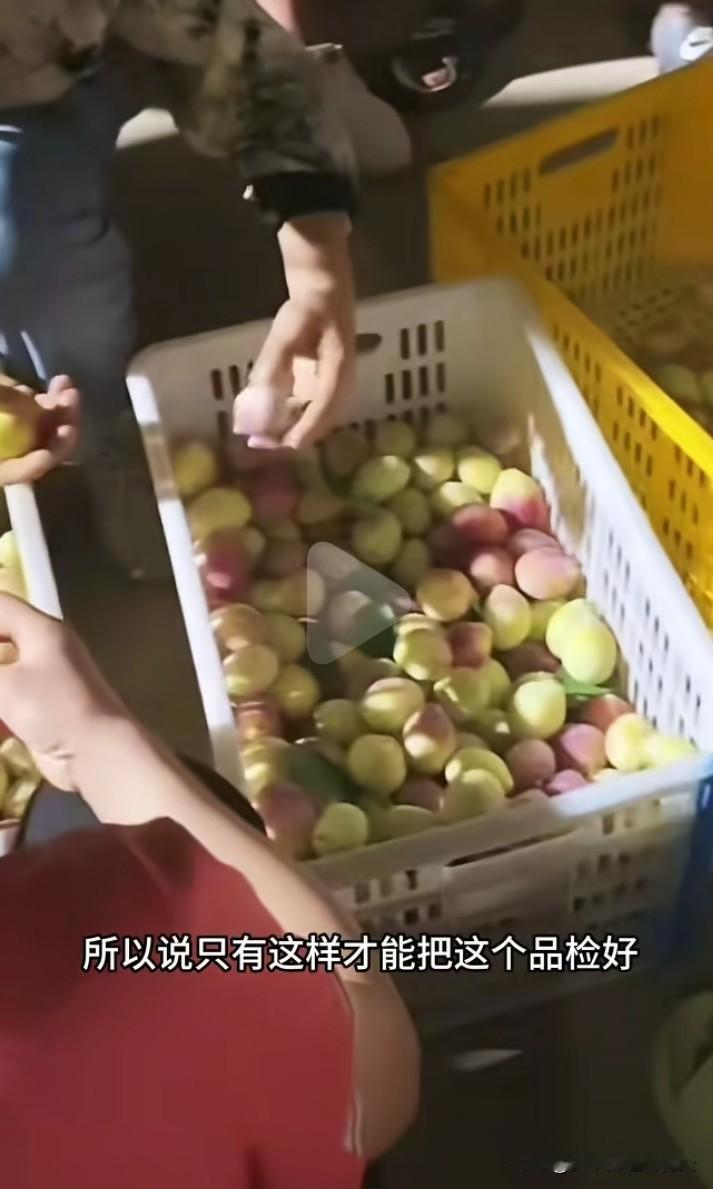 白良村的30万斤西梅一部分被做成了西梅汁，一部分被做成了西梅干，另一部分品相好的