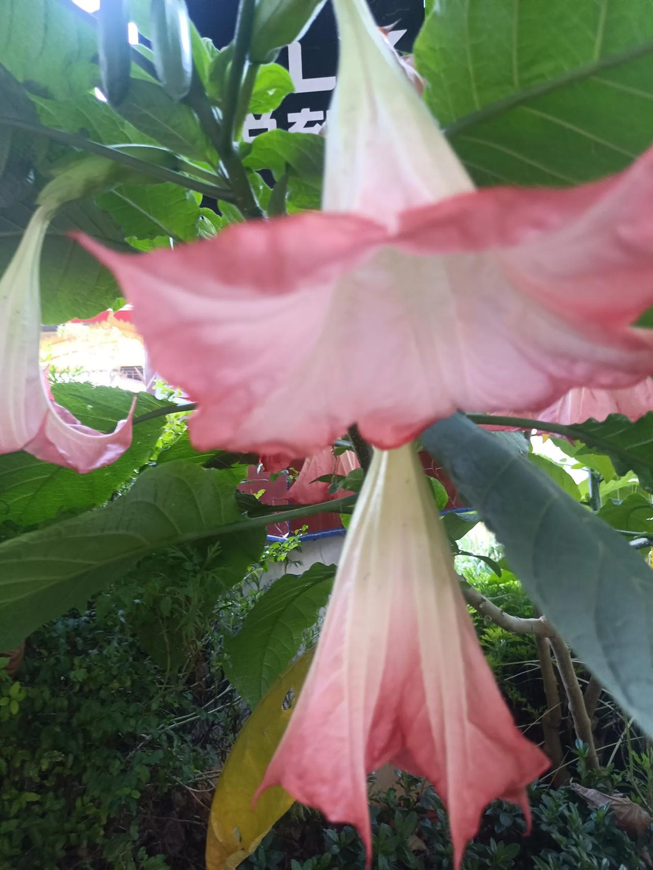 木本曼陀罗花