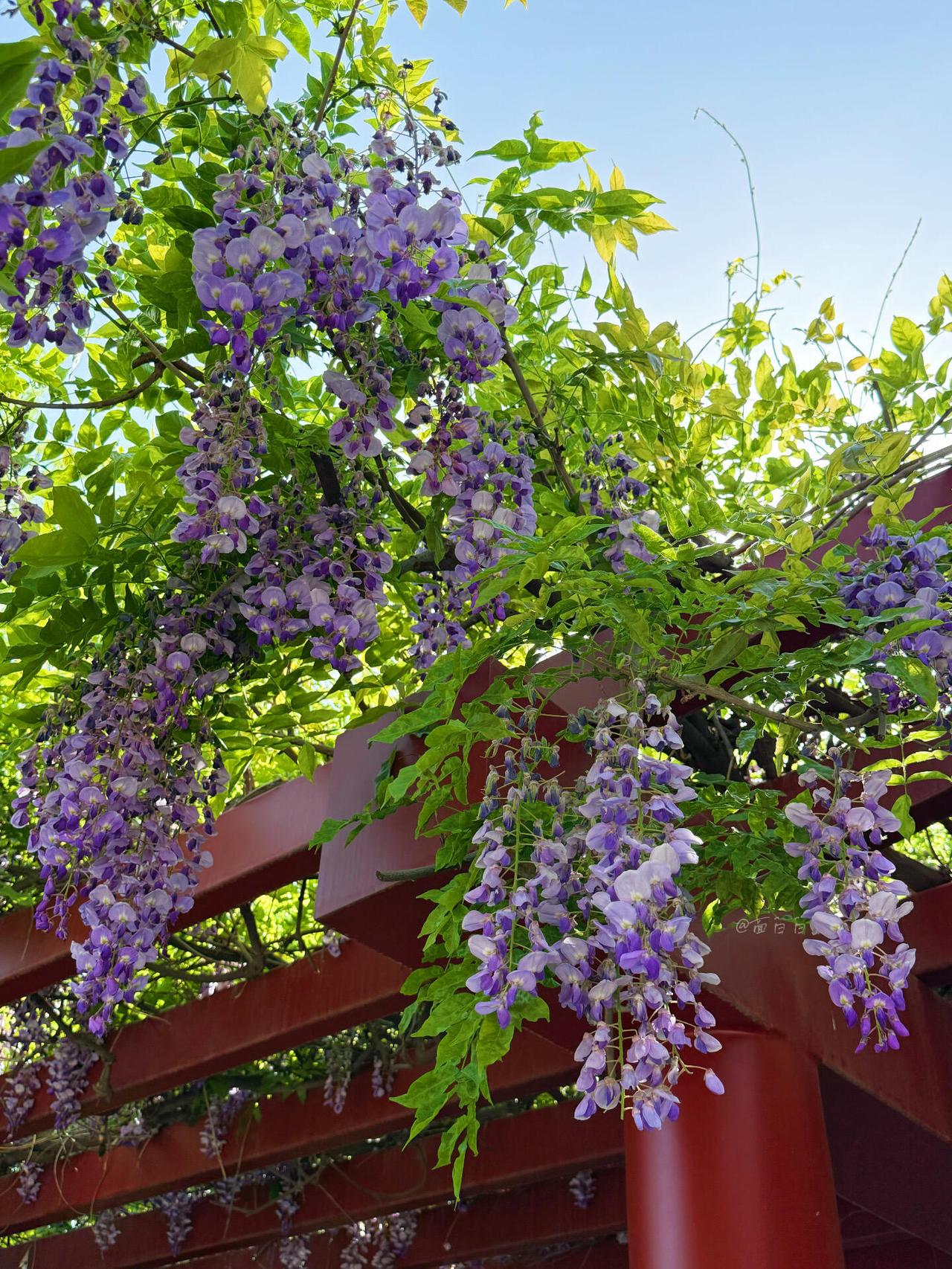 紫藤花下

护城河的水静静地绿着，城墙的砖沉沉地青着。我沿着河岸走，步子放得很慢